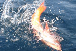 Red Snapper Fishing Panama.