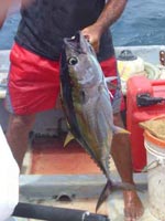 Yellowfin Tuna In The Boat.