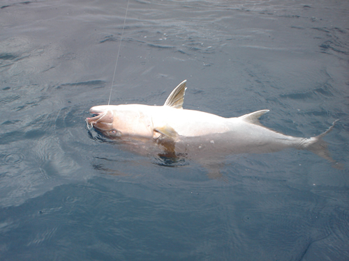 Amberjack bottom fishing with 15 oz  Jig. Deep Sea fishing Panama.