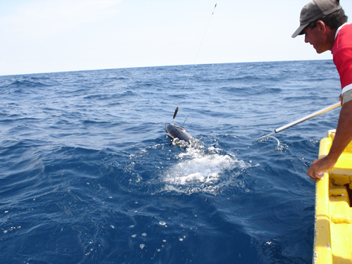 Cananao fishing in Pedasi