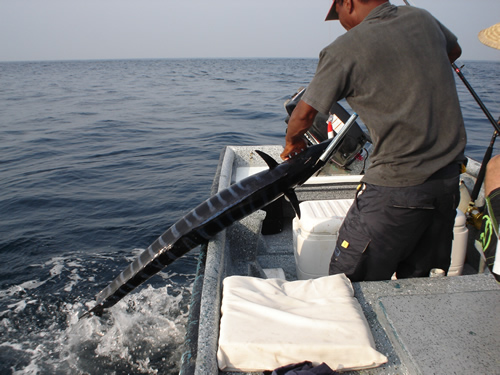 46 lbs. wahoo in Panama.