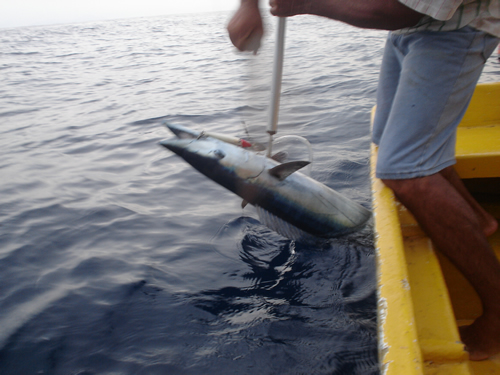 Wahoo entering boat in Pedasi Panama.