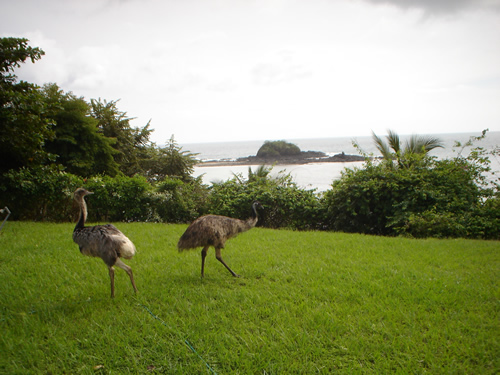 Emus in Pedasi Panama.