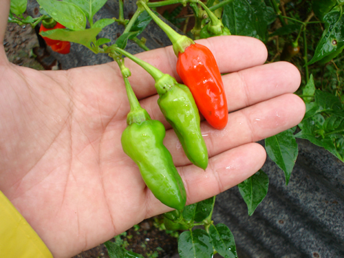 Fresh chiles in Pedasi Panama.