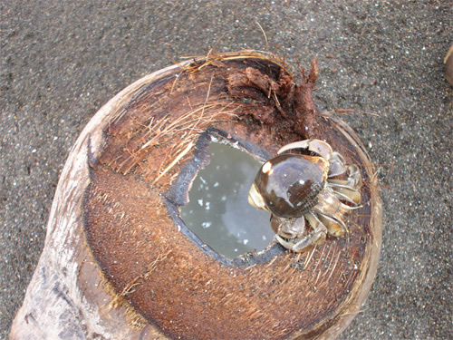 Beach Crab In Pedasi