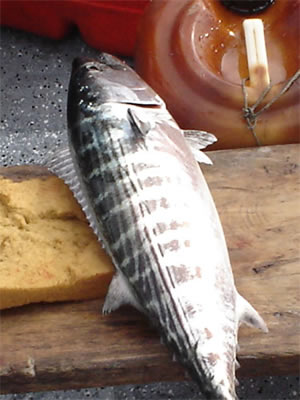 Fishing Albacore In Panama.