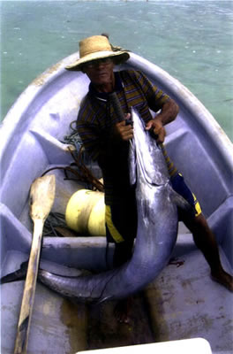 Giant Wahoo In Panama.