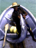 Giant Wahoo In Panama.