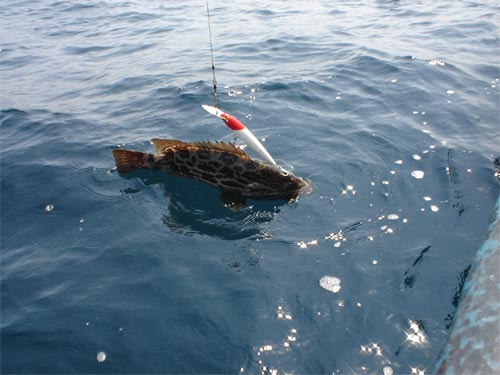 Grouper In Panama. 