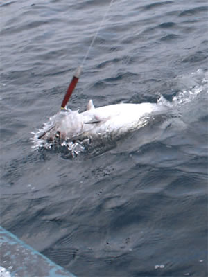 Panama Fishing Albacore.