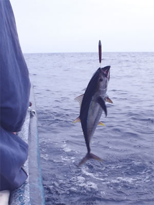 Panama Yellowfin Tuna.