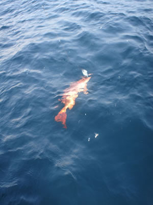 Red Snapper Fishing In Panama2.