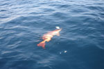 Red Snapper Fishing In Panama.
