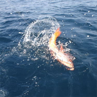 Red Snapper Fishing Panama.
