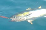 Underwater Tuna.