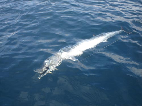 Wahoo Approaching The Boat.