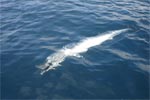 Wahoo Approaching The Boat