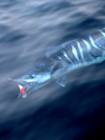 Wahoo Underwater.