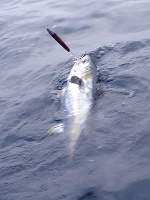 Yellowfin On The Cedar Plug.