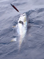 Yellowfin Tuna Fishing