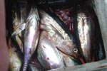 Yellowfin Tuna.