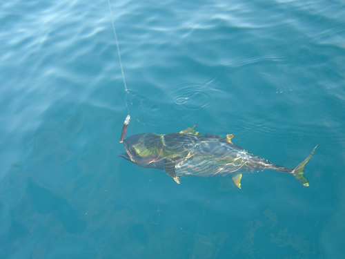 Yellowfin tuna.