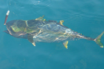 Yellowfin tuna