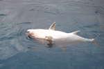 Amberjack bottom fishing with 15 oz  Jig. Deep Sea fishing Panama.