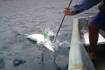  Wahoo fished in Panama with Yozuri lure. Panama Fishing charters.