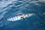 Fishing Panama with pangas