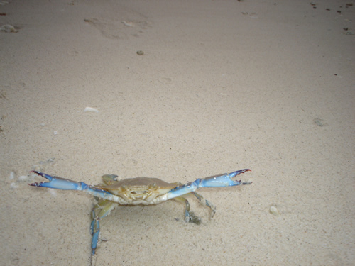 beach crab in isla Iguana