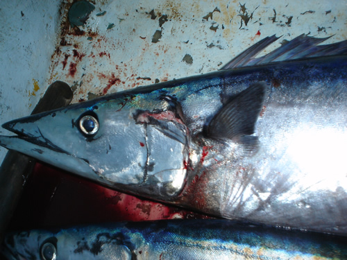 Wahoo in fish well.