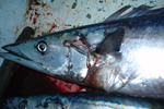 wahoo in fish well
