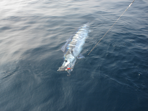 Wahoo in the water.